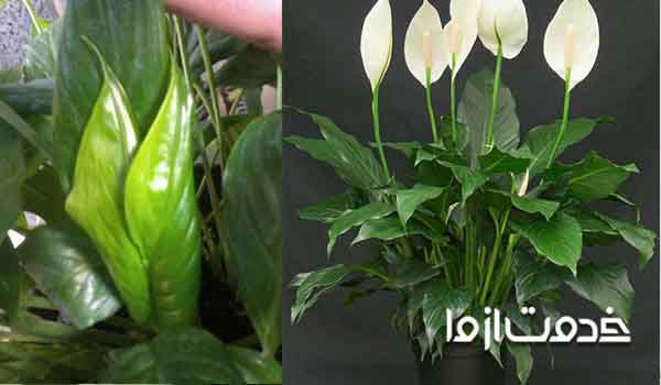 سوختن نوک برگ اسپاتی فیلوم